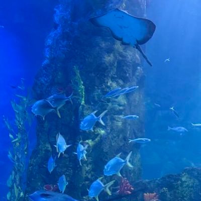 ototoxx's profile picture
