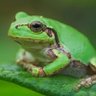 蛙 profil fotoğrafı