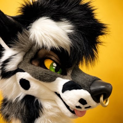 Dominik Folf🐾's profile picture