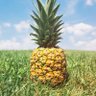 fruits's profile picture