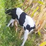 rayson profil fotoğrafı