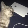 thèm chè's profile picture
