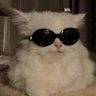 cool cat capital 的头像