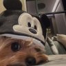Jimmy(🐭) 的头像
