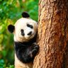CosmicPanda 的头像