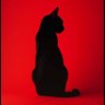 cattzel profil fotoğrafı