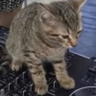 jowsey 🐱cat emoji's profile picture