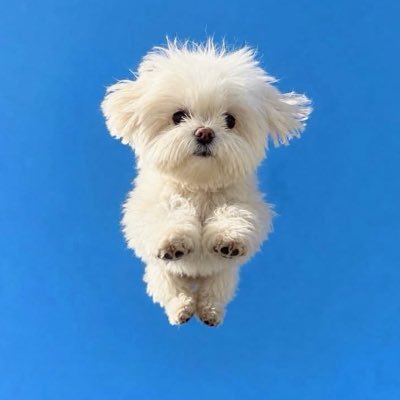 imayniez's profile picture