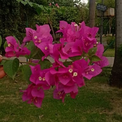 malika_rushda's profile picture