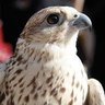 مهتم profil fotoğrafı