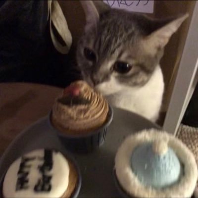 山东半岛最可怜之人's profile picture