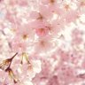 Фото профиля comi