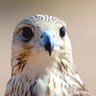 Profilbild von MohsinMohammad