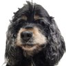 Profilbild von POOCHIE