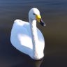 Profilbild von ハクチョウ