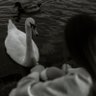 Cloud & breeze's profile picture