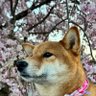 Profilbild von フルフロンタル3世