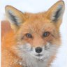 🦊 AI 的头像
