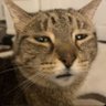 Matt's profile picture