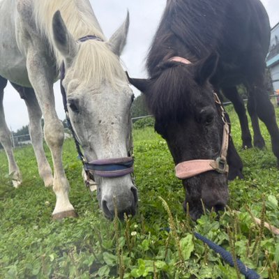 hiro31horse's profile picture