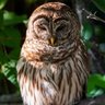 Hommewifi profil fotoğrafı