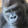 lil guy's profile picture