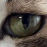 猫枝富美男 profil fotoğrafı