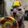 โ
silly gooseโ
|| ๐ช๐จ๐ต๐ธ's profile picture