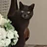 Mo profil fotoğrafı