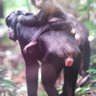CU DE MACACO's profile picture