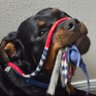 🇺🇸 Rott Luver 🇺🇸 的头像