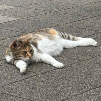 daizainihong's profile picture
