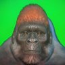 Profilbild von ゲーム配信🦍新猿人類Vチューバー「ゴリラ」