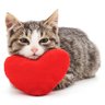 Фото профиля cat with heart