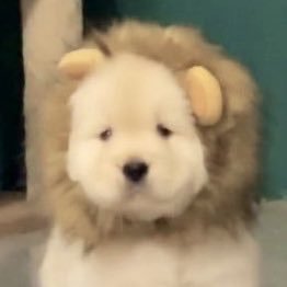 dollarboriketta's profile picture