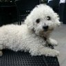 Фото профиля Krispyhair 🐾☕