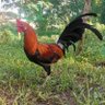 Profilbild von ROOSTER