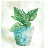SapidBasil 的头像