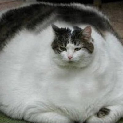 TidPOUND's profile picture