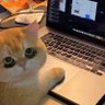 Ralf Gorphia profil fotoğrafı