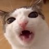 Funni Cat profil fotoğrafı