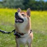 わかこと柴犬銀丸🐶 profil fotoğrafı
