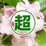 超記憶術先生💮INTJ's profile picture