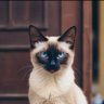 ΑΓΙΑΤΖΙΔΗΣ ΚΩΣΤΑΣ profil fotoğrafı