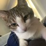GoodOldSaber's profile picture