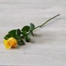 rosebud 的头像