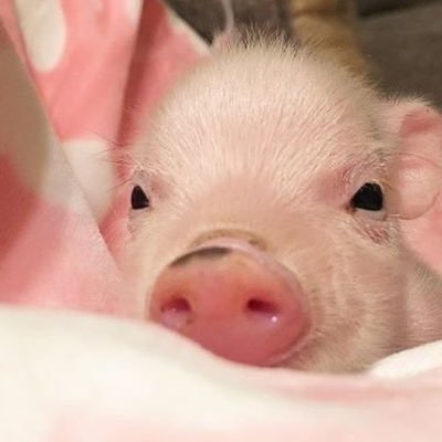 asaki_g's profile picture