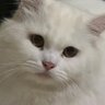 ニャメロ 的头像