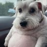 Dogxanz 的头像
