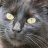 Candide Pas toujours's profile picture